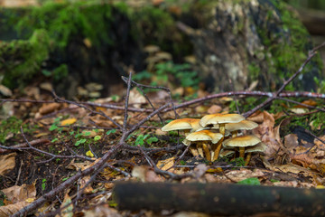 Svampar på stubbe i en granskog