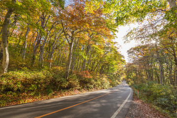 Obraz premium 大山の紅葉