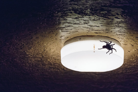 Tarantula Spider on Ceiling Lamp in Stairwell
