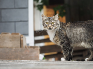 Obraz premium Street cat walking on the path. Portrait of a striped cat