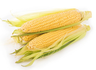 Corn cobs on white background.