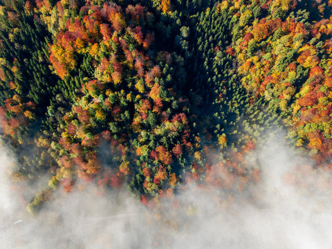 autumn leaves 5