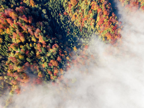 autumn leaves 4