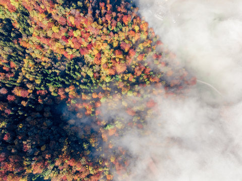 autumn leaves 2