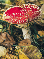 Fly Amanita mushroom in autumn light in the forest in fall.