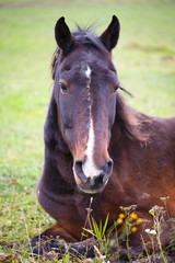 Obraz premium Horse on field