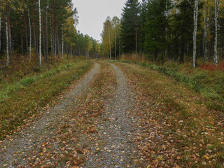 Obraz premium Forest road