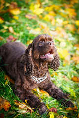 spaniel dog