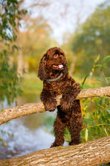 spaniel dog