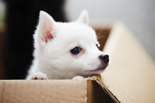 Curious spitz puppy
