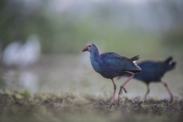 Western swamphen