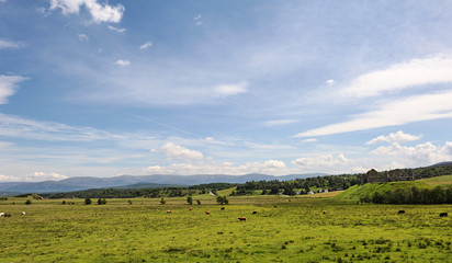Cows on a green field under a blue clouded sky
