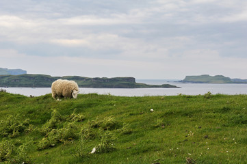 Sheep eating grass on a meadow in Scotland