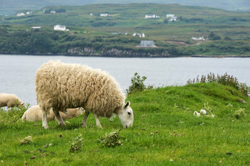 Sheep eating grass