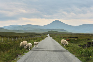 Sheep on a small road in Scotland
