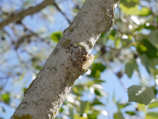 Mue de cigale accrochée à un arbre en Provence