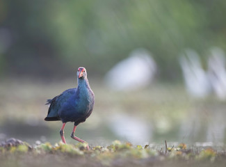 Western swamphen