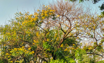 Tree with dried branches and yellow flowers