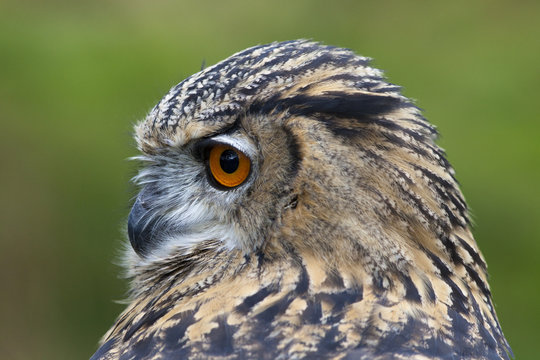 Eurasian Eagle Owl