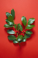 Christmas Holly (Ilex aquifolium) leaves and fruit on red background.