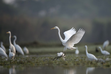 Obraz premium Great Egret Taking off
