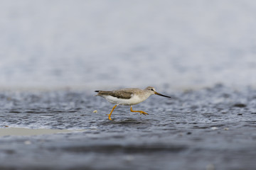 ソリハシシギ(terek sandpiper)