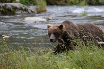 Braunbär