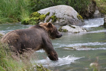 Braunbär