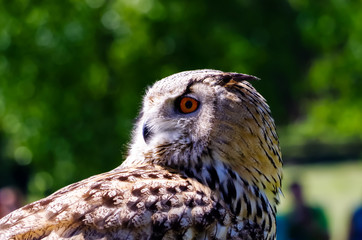 Close-Up of Owl against Blurred Natural Background