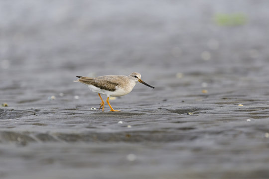 ソリハシシギ(Xenus cinereus)