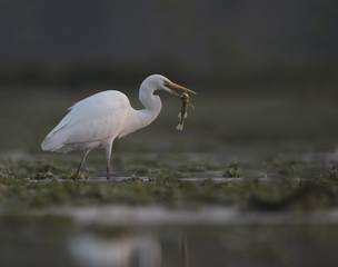 Great Egret with hunt
