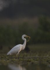 Great Egret Hunting