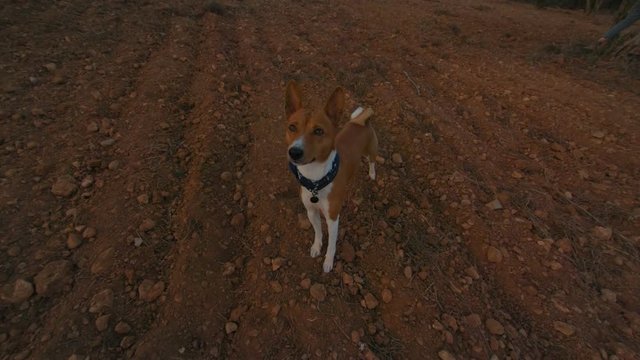 Action camera shot of cute petite little puppy, basenji pet dog with blue bandana collar standing in middle of field or farm site, adorable and cute, sniffing around