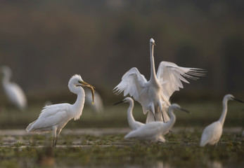 Great Egret Hunting
