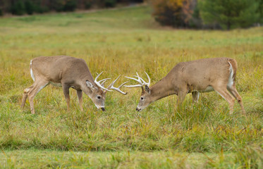 Obraz premium White-tailed deer bucks fighting during the rut in autumn