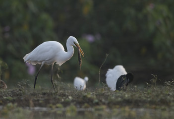 Great Egret Hunting