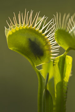 Venus Flytrap Macro With Trapped Fly