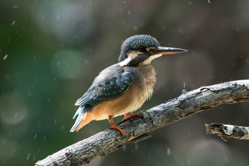 Common kingfisher (Alcedo atthis)