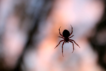 Orb Weaver