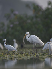 Great Egret Hunting