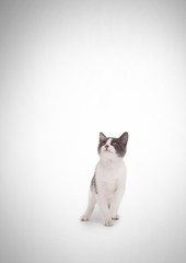 Cat looking up
