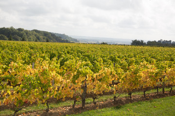 Fototapeta na wymiar a landscape of medoc bordeaux wine with the vines