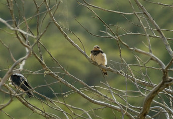 Hirondelles © Franck Monnot