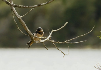 Hirondelle © Franck Monnot