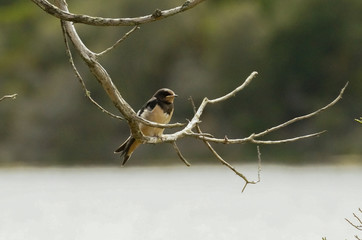 Hirondelle © Franck Monnot