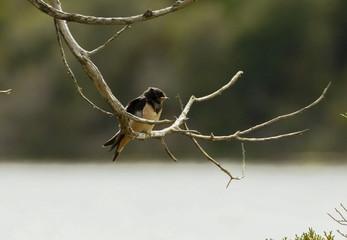 Hirondelle