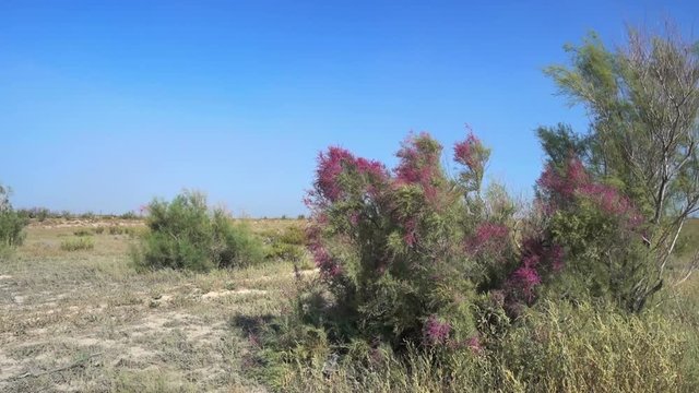 Landscape in the steppes of Kazakhstan. Saxaul tree flowering
