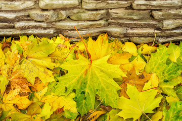 Close-up of fallen colorful autumn leaves of maple against background of stones, autumn come. Many fallen foliage. Seasons. Natural vintage backdrop, place for text