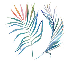 Watercolor tropical leaves on white background. Hand drawn illustration