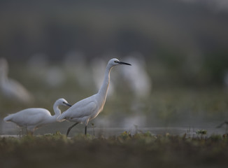 Flock of Egrets